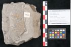 Foto (Objekt + Etikett) von Cassia hyperborea Unger (NHMW-GEO-2024-0188-8050)